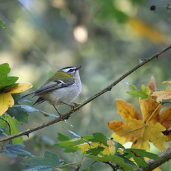 Regulidae