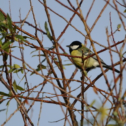 Paridae