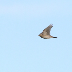 Alaudidae