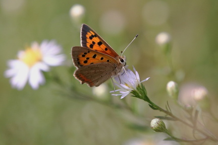 Prairies de la Baumette, Ste-Gemmes-sur-Loire (49)