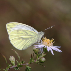 Pieris napi