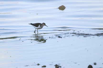 Lac de Maine, Angers (49)