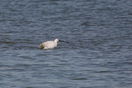 Lac de Maine (Angers 49)