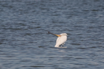 Lac de Maine (Angers 49)