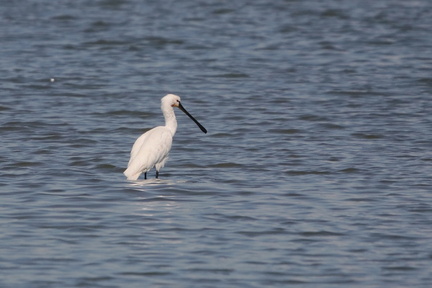 Lac de Maine (Angers 49)