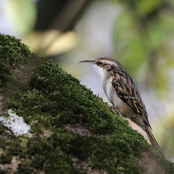 Certhiidae