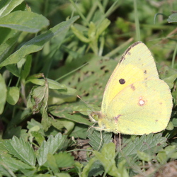 Colias crocea