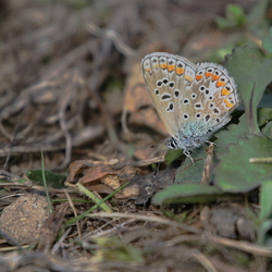 Polyommatus icarus