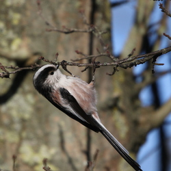 Aegithalidae