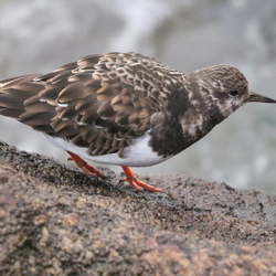 Scolopacidae