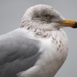 Laridae