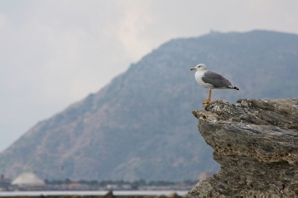 Sentier du littoral, la Mitre (Toulon)