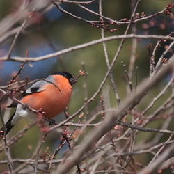 Fringillidae
