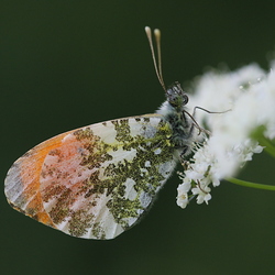 Anthocharis cardamines