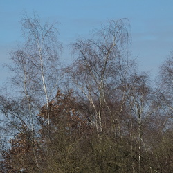 Parc des Ardoisières