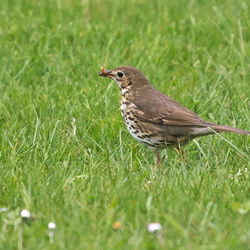 Turdidae
