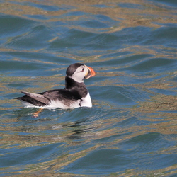 Alcidae