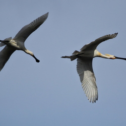 Threskiornithidae