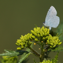 Celastrina argiolus
