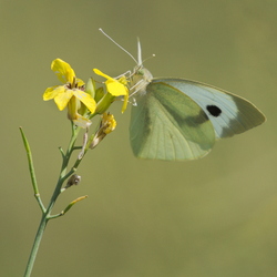 Pieris brassicae