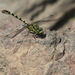 Gomphidae