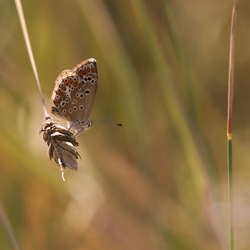 Aricia agestis
