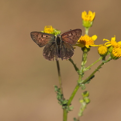Lycaena tityrus