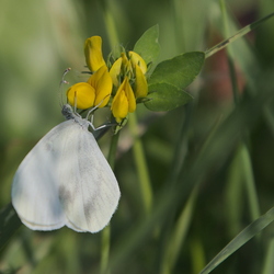 Leptidea sinapis