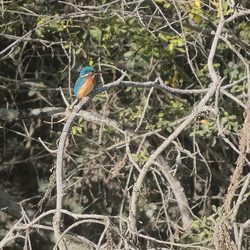 Alcedinidae