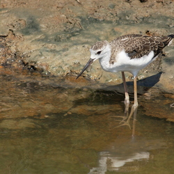 Recurvirostridae