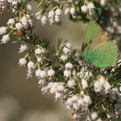 Callophrys rubi
