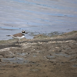 Charadriidae