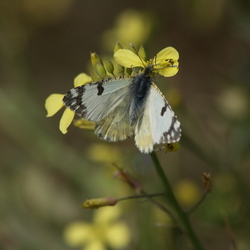 Euchloe crameri