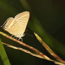 Lampides boeticus