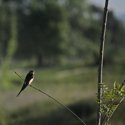 Hirundinidae