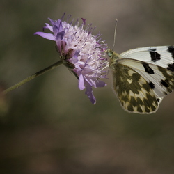 Pontia daplidice
