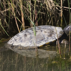 Emydidae