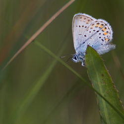 Plebejus argus