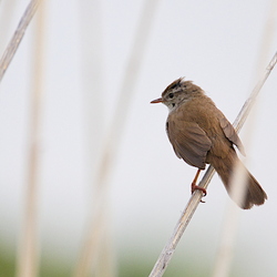 Cettiidae