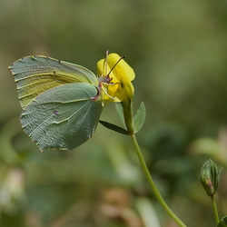 Gonepteryx cleopatra