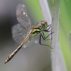 Libellulidae