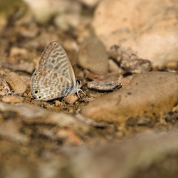 Leptotes pirithous