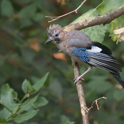 Corvidae