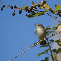 Sylviidae