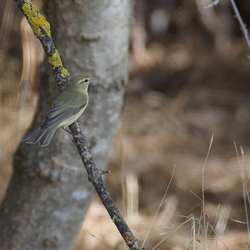 Phylloscopidae