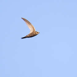 Apodidae