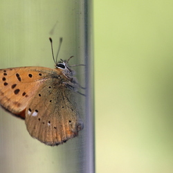Lycaena virgaureae
