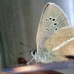 Polyommatus damon