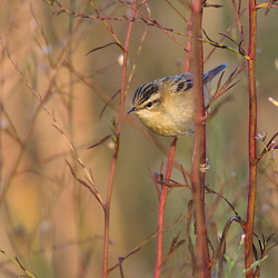 Acrocephalidae