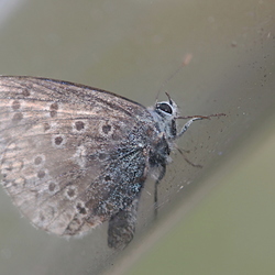 Polyommatus amandus